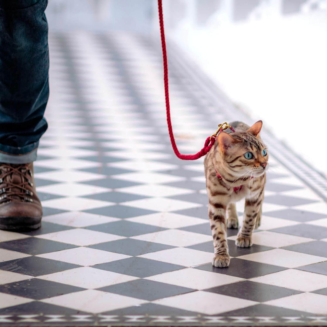 Bengal cat leash - Supakit - Gatsby