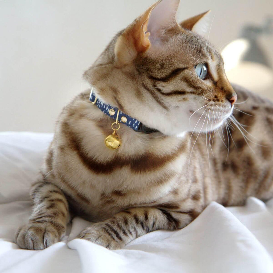 Blue cat collar - Supakit